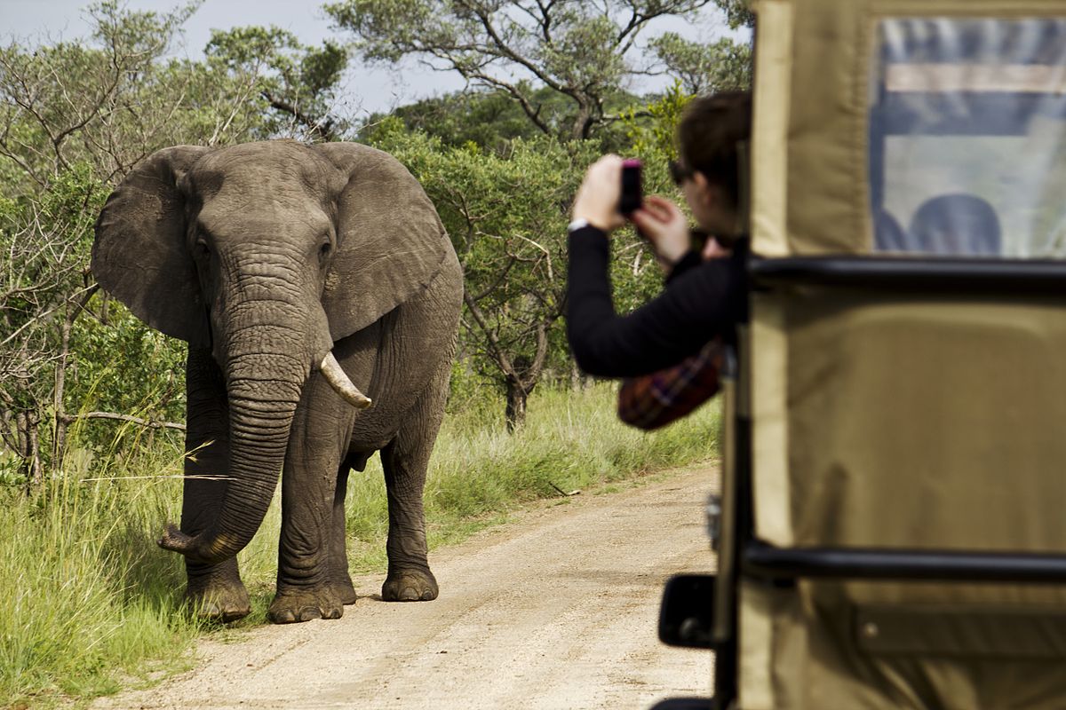 Comment bien planifier votre safari en famille en Afrique du Sud ?