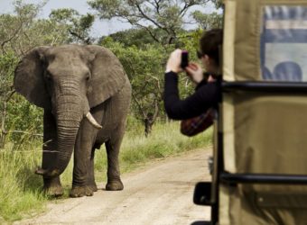 Comment bien planifier votre safari en famille en Afrique du Sud ?